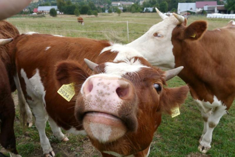 Pod Kasztanem Gospodarstwo Agroturystyczne Stronie Śląskie Exterior foto