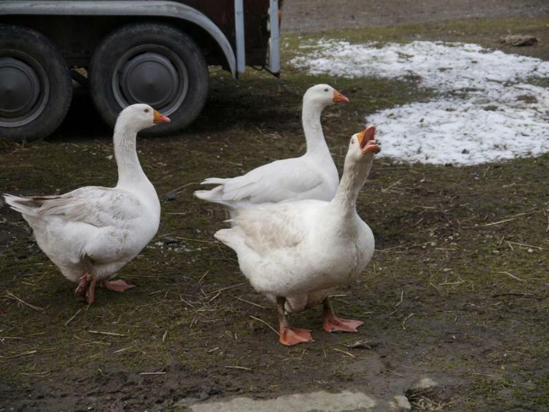 Pod Kasztanem Gospodarstwo Agroturystyczne Stronie Śląskie Exterior foto